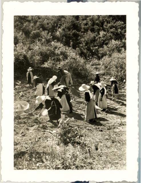 A photo dated 1956/07/25 sent by Fr. Timoteo Amoroso Anastacio of workers in a field.    (Copyright Thomas Merton Legacy Trust.)